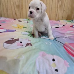 Arnie - White male Boxer puppy in Thompson, Pennsylvania from Moonlitboxers