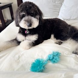 Aussiedoodle All Grown Up from Nottingham Aussiedoodles
