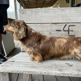 Whiskey - Dachshund