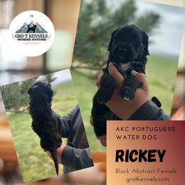 Rickey - Black and white female Portuguese Water Dog puppy in Weston, Idaho from Gro-T Kennels