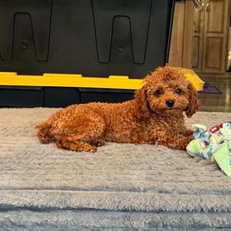 Louie - Poodle
