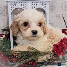 Comet - White male Cavapoo puppy in Cocolalla, Idaho from Kelley's Goldens Poodles and Doodles
