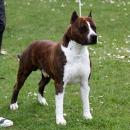 Jeremy - American Staffordshire Terrier