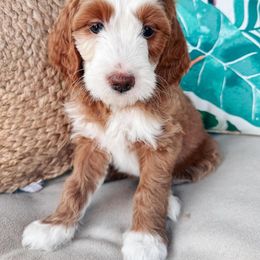 Goldendoodle Puppies from Halo Doodles