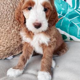 Goldendoodle Puppies from Halo Doodles