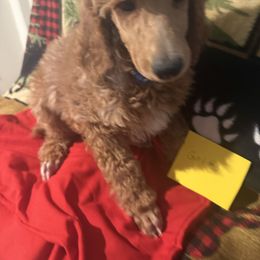 Girl 3 - Brown female Poodle puppy in Detroit, Michigan from Pretty Spoiled Spoos llc