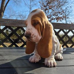 Thor 2700.00 - Red and white male Basset Hound puppy in Denison, Texas from Emma Lou's Baby Bassets