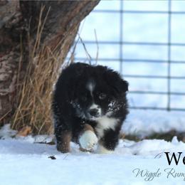 Wedge - Puppy 1 - Black tri male Miniature American Shepherd puppy in Ellensburg, Washington from Wiggle Rump Ranch