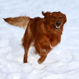 Golden Retriever and Miniature Australian Shepherd All Grown Up from Raised Right Pups