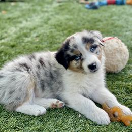 Cypress - Blue merle male Australian Shepherd puppy in Salinas, California from AA Aussies