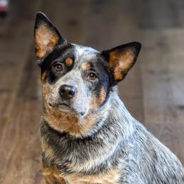 Australian Cattle Dogs from Bluebonnet Heelers
