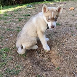 Siberian Husky Puppies from Rocket City Huskies