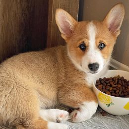 American Corgi Puppies from Whitecreek Corgis of Columbus, IN