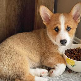 American Corgi Puppies from Whitecreek Corgis of Columbus, IN