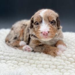 Java - Chocolate merle male Bernedoodle puppy in Hudson, Indiana from TurkeyCreek-K9