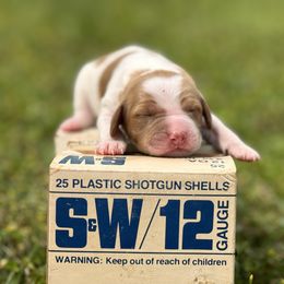 Brittany Puppies from HillTop Brittany Kennel