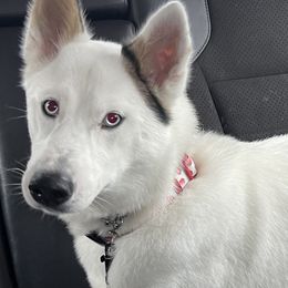 Siberian Huskies from Brooks Huskies