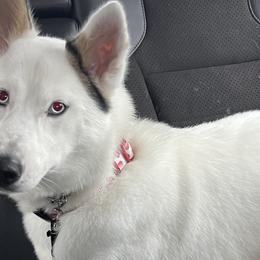 Siberian Huskies from Brooks Huskies