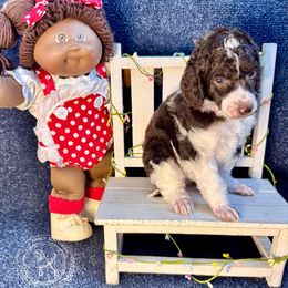 Billie Jean - Parti female Poodle puppy in Hampton, Georgia from Fancy Southern Standards
