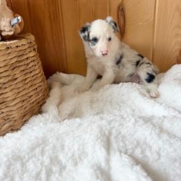 Sage - Blue merle female Border Collie puppy in Owenton, Kentucky from Three16 Ranch