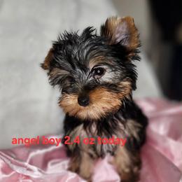 KA boy - Blue and gold male Yorkshire Terrier puppy in Alburnett, Iowa from Hobbs Shire Yorkies