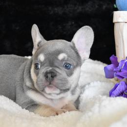 Bulldog and French Bulldog Puppies from Raise The Woof Bulldogs