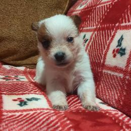 Pot Roast - Red speckled female Australian Cattle Dog puppy in Mena, Arkansas from Red Desert Australian Cattle Dogs