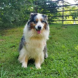 Whiskey - Blue merle male Australian Shepherd puppy in Rossville, Tennessee from GoodSprings Aussies