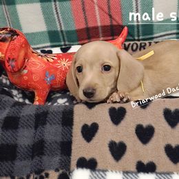 Dachshund Puppies from Briarwood Dachshunds