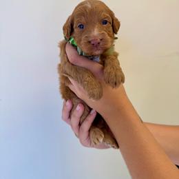 Sage - Cream female Goldendoodle puppy in Norcross, Georgia from Teddy Puppies