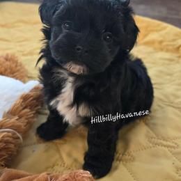 Girl3 - Black female Havanese puppy in Batesville, Arkansas from Hillbilly Havanese