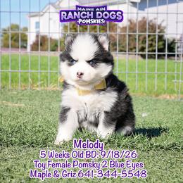 Melody - Black and white female Pomsky puppy in Humeston, Iowa from M.A.R. Dogs