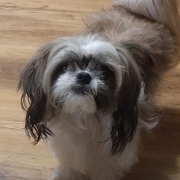 Wookie - Shih Tzu