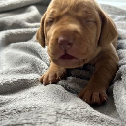 White - Golden rust male Vizsla puppy in Maineville, Ohio from Izabella Vizslas