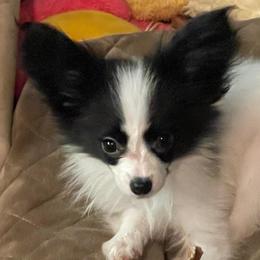 Mini - White and black female Papillon puppy in Central Florida, Florida from Sunshine Papillons Central Florida