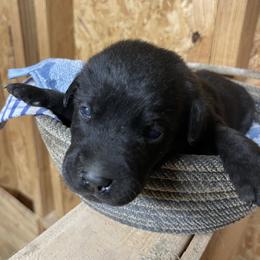 Black male 3 - Black male Labrador Retriever puppy in Falls City, Nebraska from Bassett Hounds & Labradors