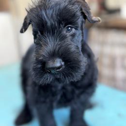 Yeager (Boy 1) - Black male Giant Schnauzer puppy in Bois D’arc, Missouri from Down Low Kennels