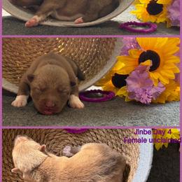Jinbe - Red and white female Siberian Husky puppy in Canton, Ohio from Bleu Skies Siberian Huskies