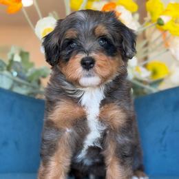 Ploto - Tri-color male Bernedoodle puppy in Yuciapa, California from AlltheDoodlez_