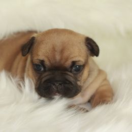 French Bulldog Puppies from Carbonite French Bulldogs