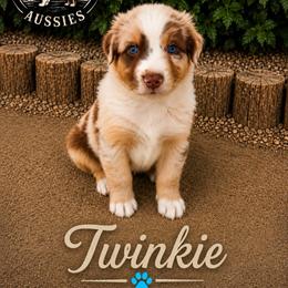 Twinkie - Red merle male Australian Shepherd puppy in Cherry Valley, California from Causey Ranch Aussies