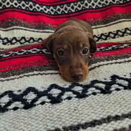 Moose - Chocolate and tan male Dachshund puppy in Opelika, Alabama from Dachshund Darlins