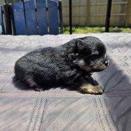 Quincy - Tri-colored male Pomeranian puppy in New Lenox, Illinois from Illinois Poms