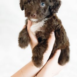 Girl 5 - Aussiedoodle puppy in Davidson, North Carolina from PLUM PUPS