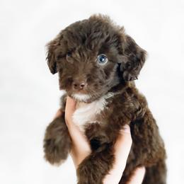 Girl 5 - Aussiedoodle puppy in Davidson, North Carolina from PLUM PUPS