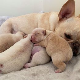 French Bulldog Puppies from Queens of the South
