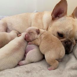 French Bulldog Puppies from Queens of the South