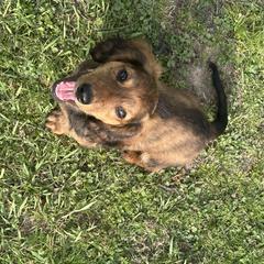 Dachshund Puppies from Dashing Doxie’s