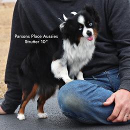 Strutter - Toy Australian Shepherd