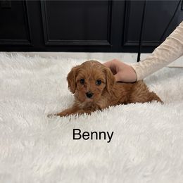 Benny - Apricot male Cavapoo puppy in Gap, Pennsylvania from Coles Cavapoo’s